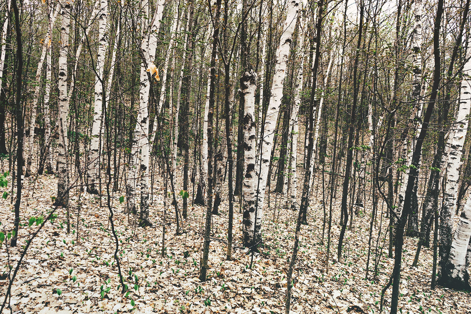 whitebark forest